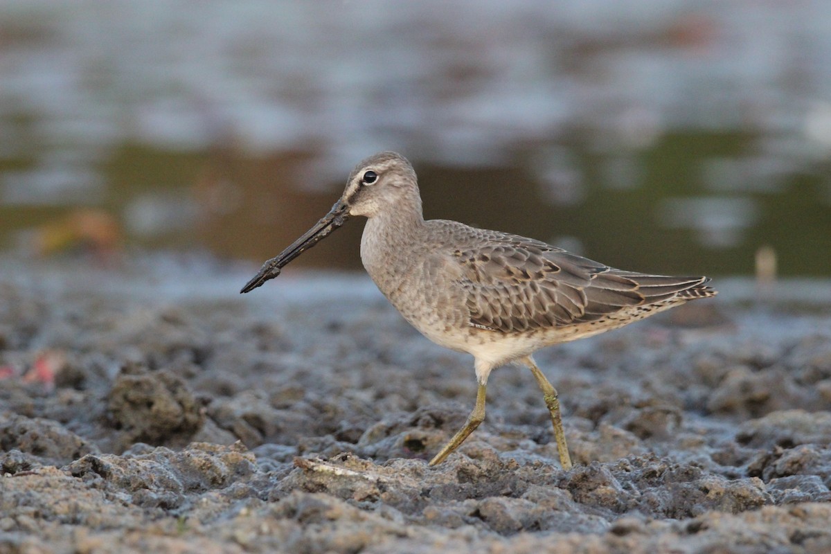 Long-billed Dowitcher - ML610616073