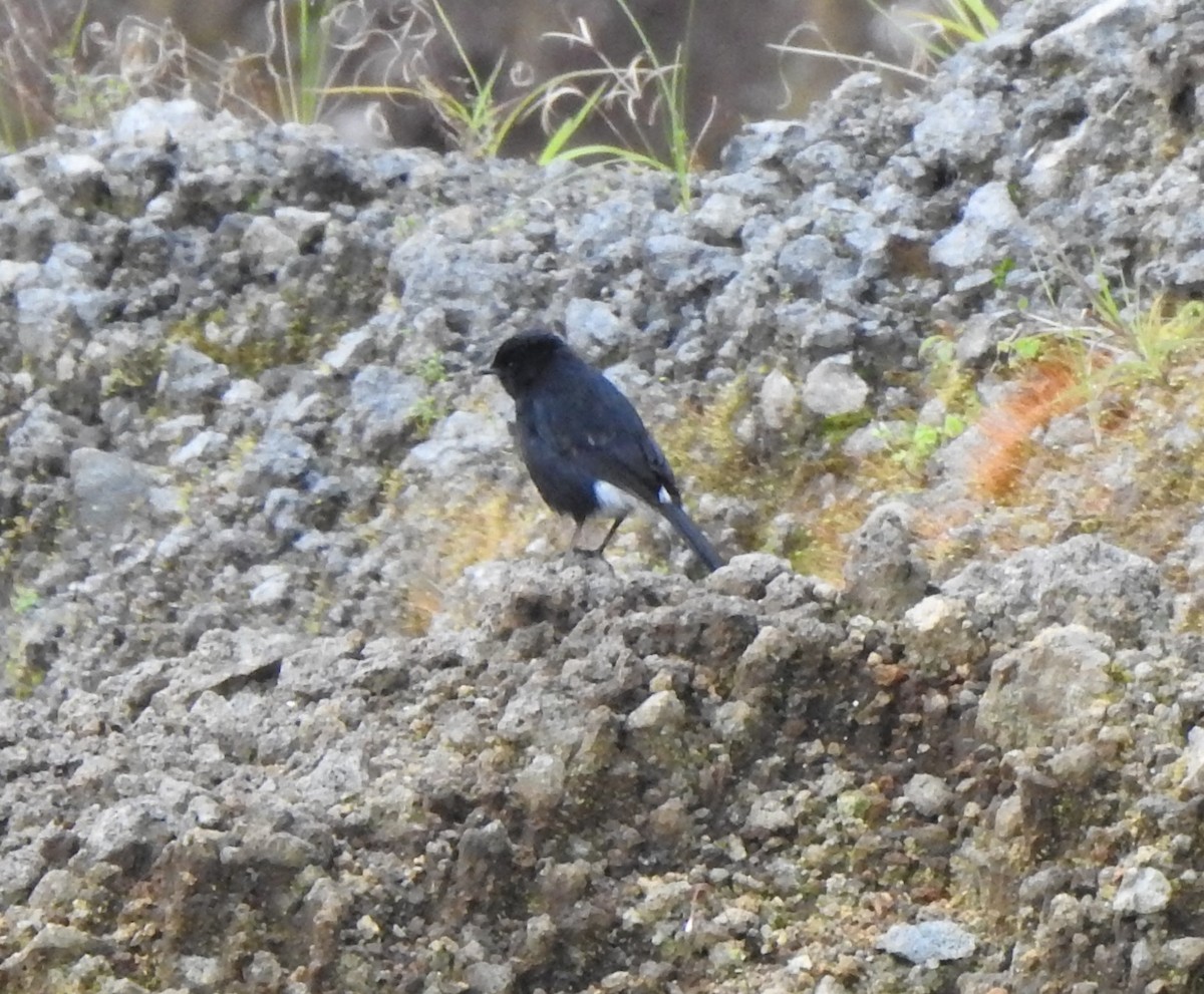 Pied Bushchat - ML610616129