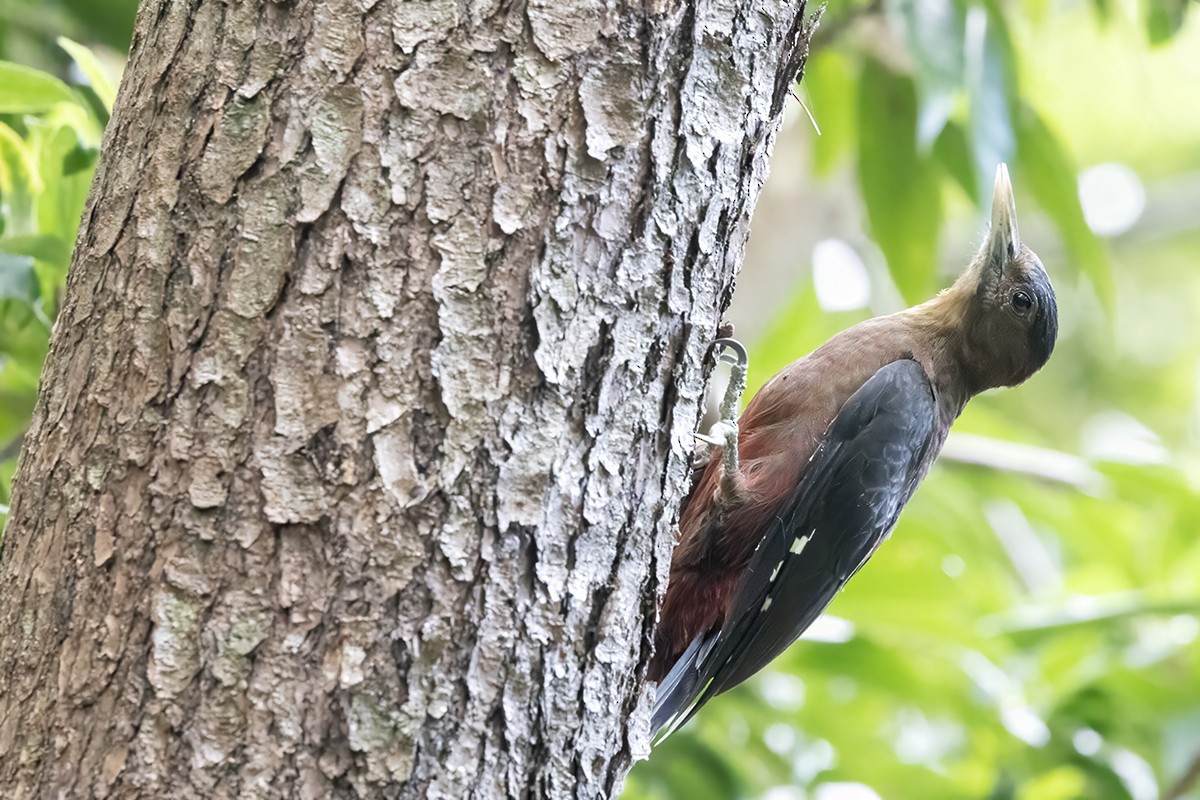 Okinawa Woodpecker - Yann Kolbeinsson