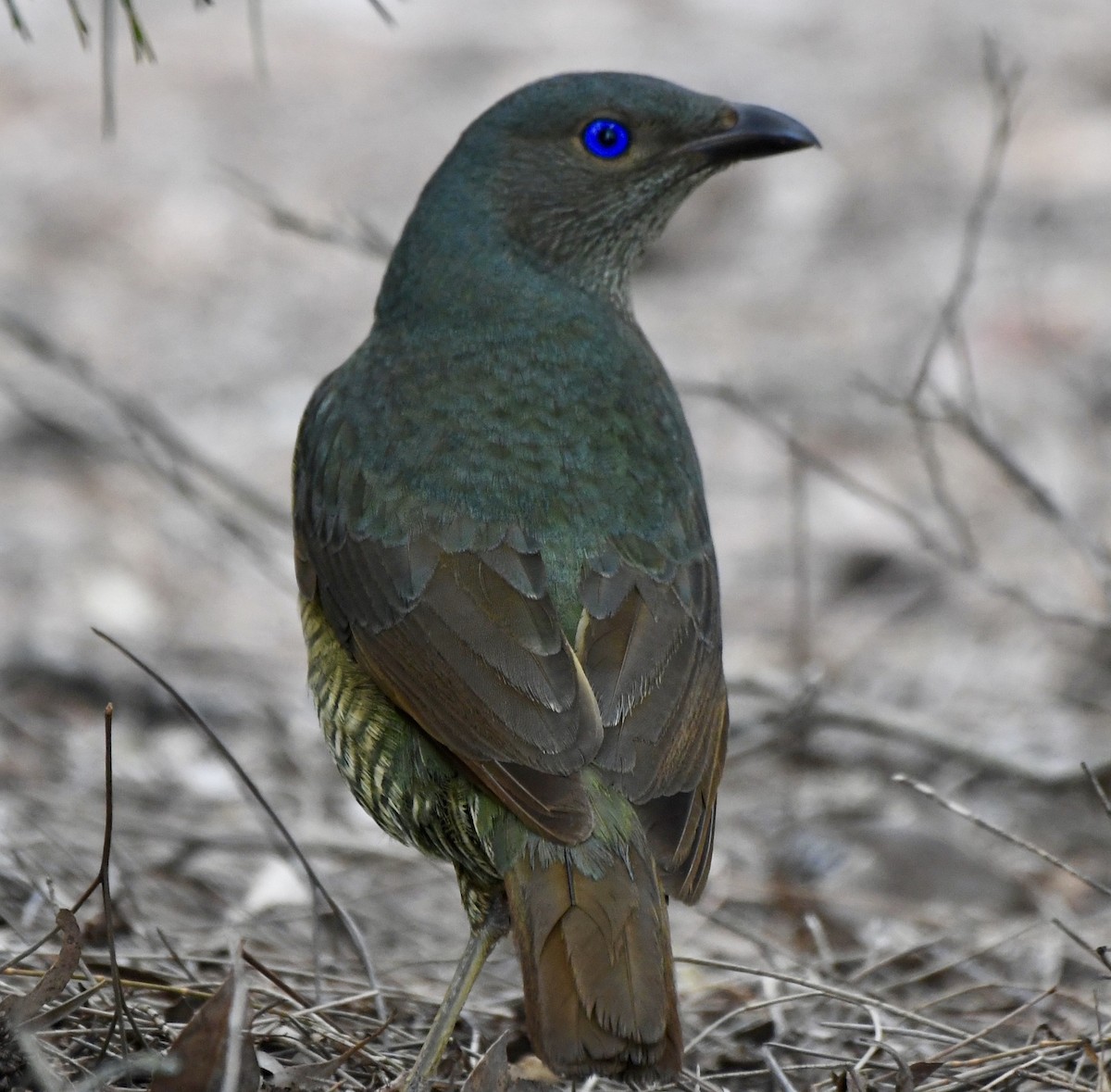 Satin Bowerbird - ML610616238