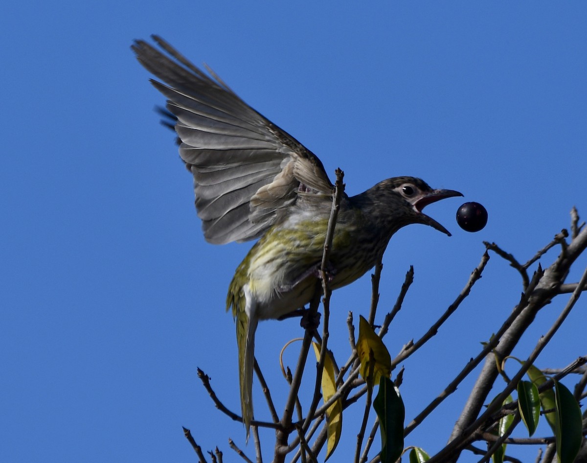 Australasian Figbird - ML610616241