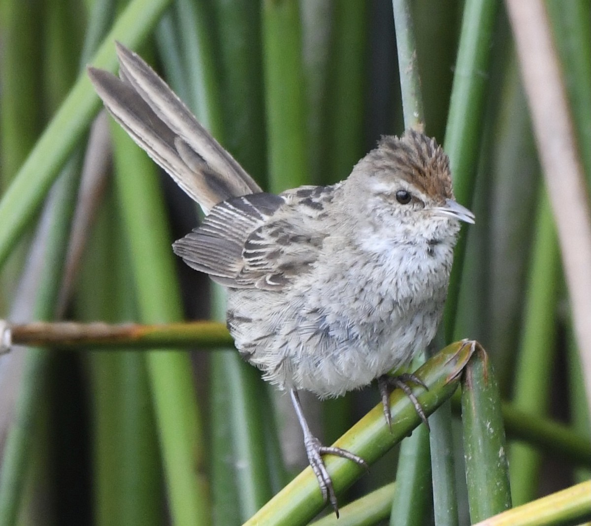 Little Grassbird - ML610616248