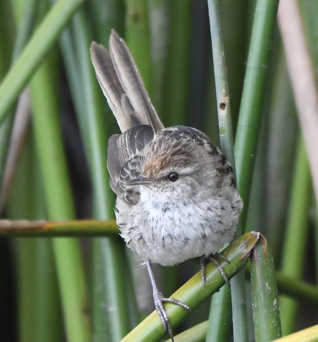 Little Grassbird - ML610616249