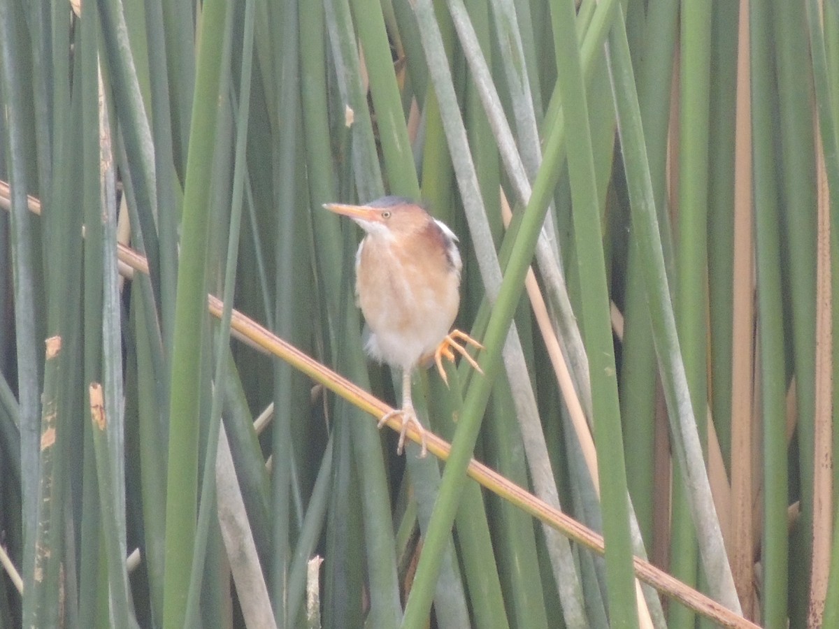 Least Bittern - ML610616277