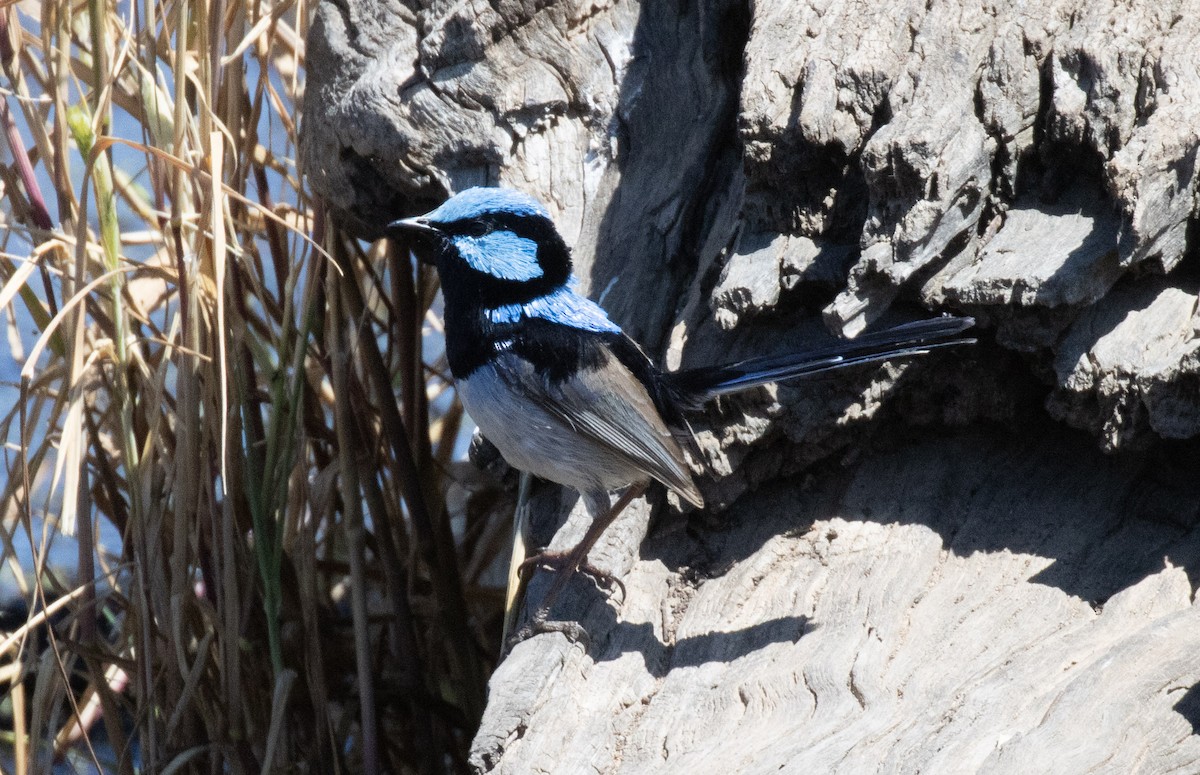 Superb Fairywren - ML610616279