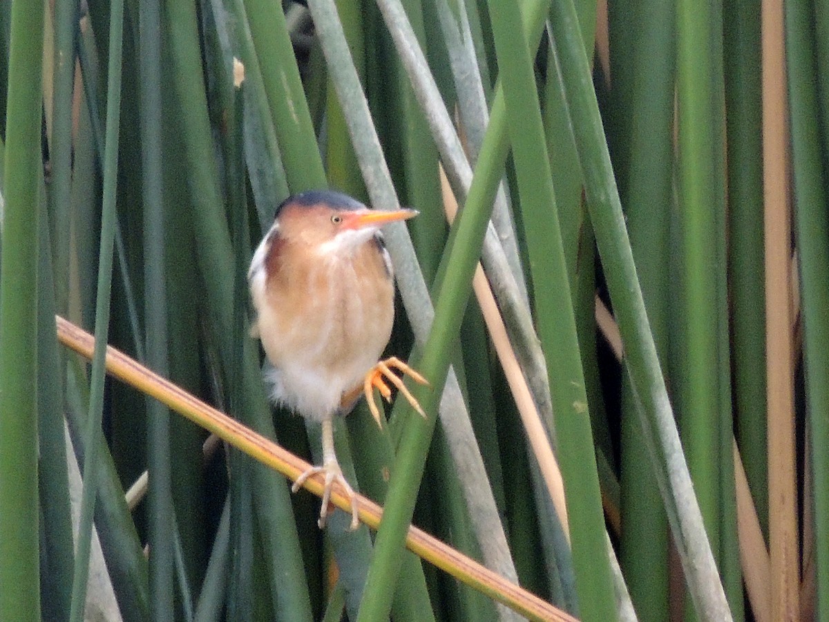 Least Bittern - ML610616285