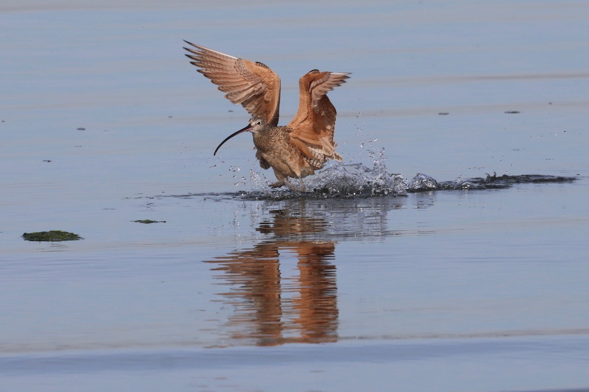 Long-billed Curlew - ML610616306