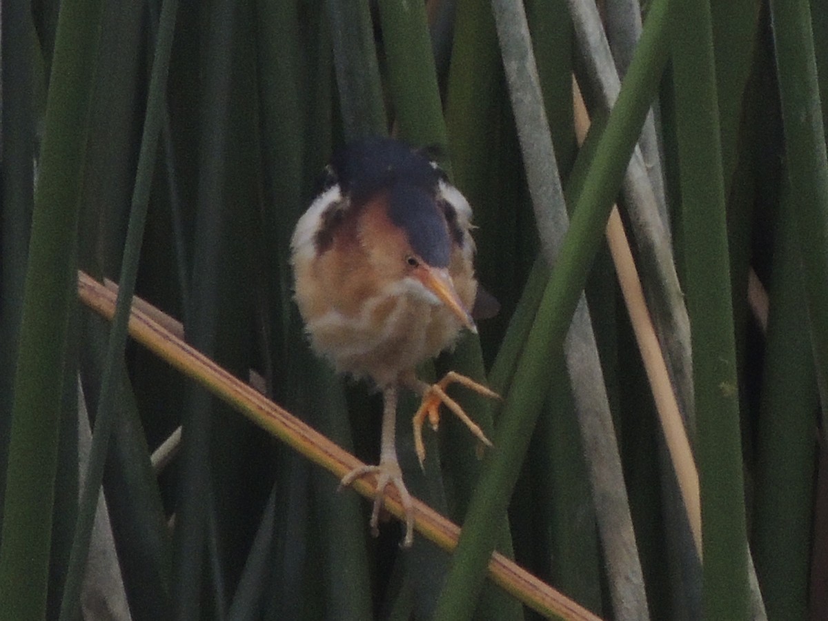 Least Bittern - ML610616316