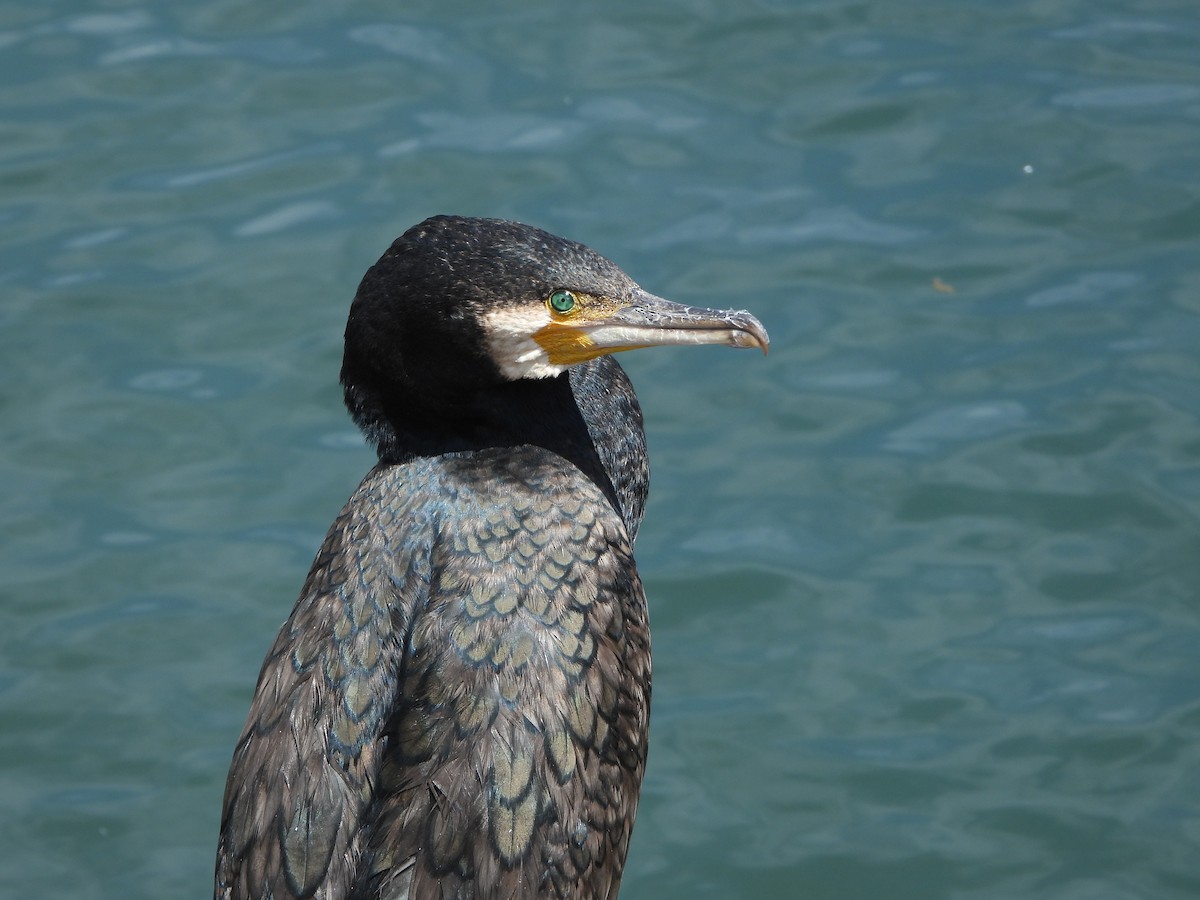 Great Cormorant - ML610616330