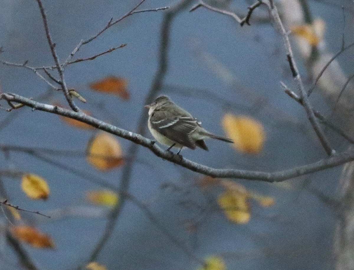 Empidonax sp. - ML610616404