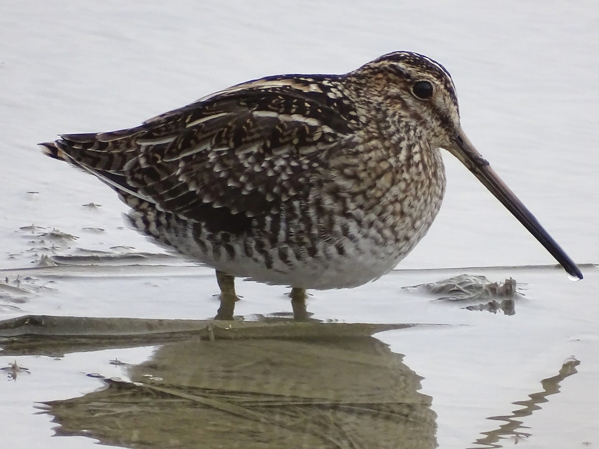 Wilson's Snipe - Jeffrey Roth