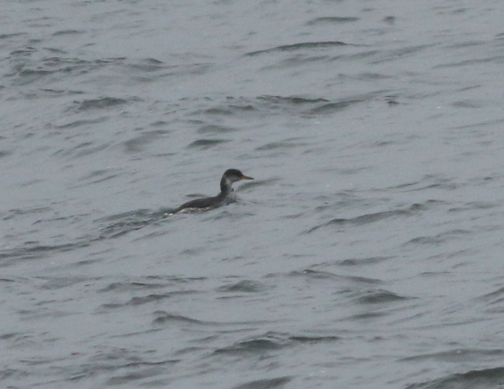 Red-necked Grebe - ML610616433