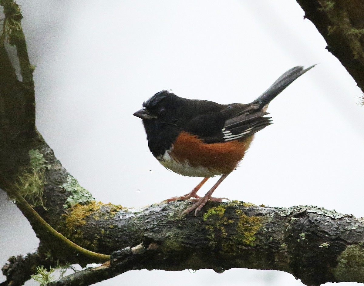 Eastern Towhee - ML610616444