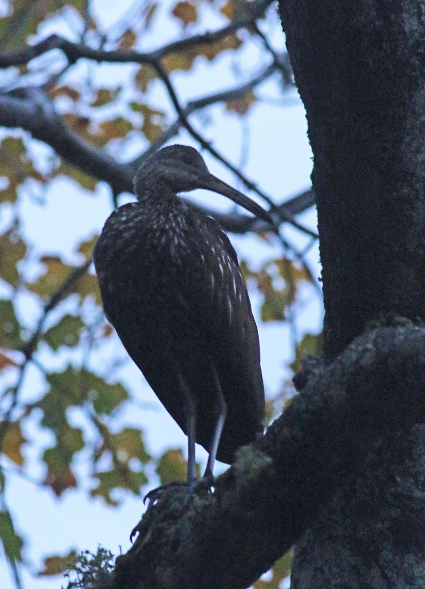 Limpkin (Speckled) - ML610616497