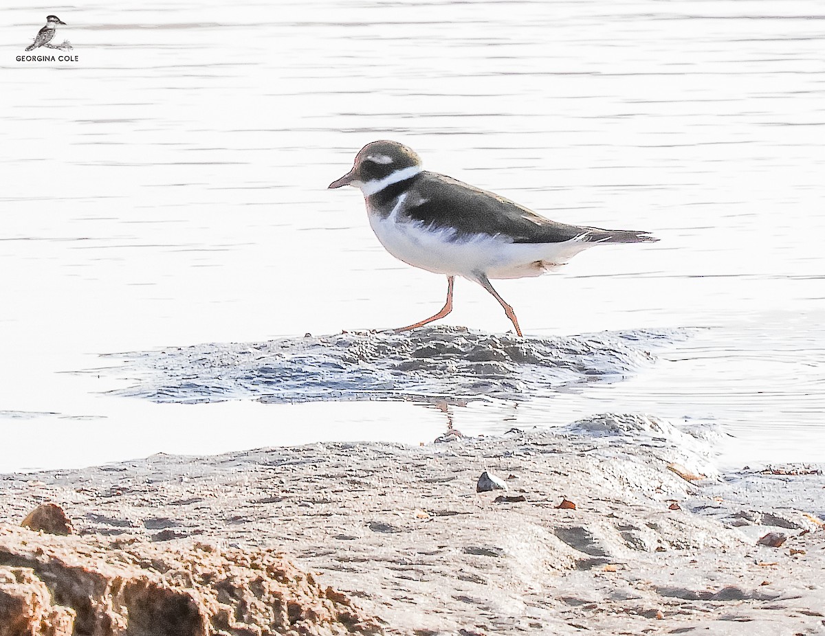 Common Ringed Plover - ML610616509