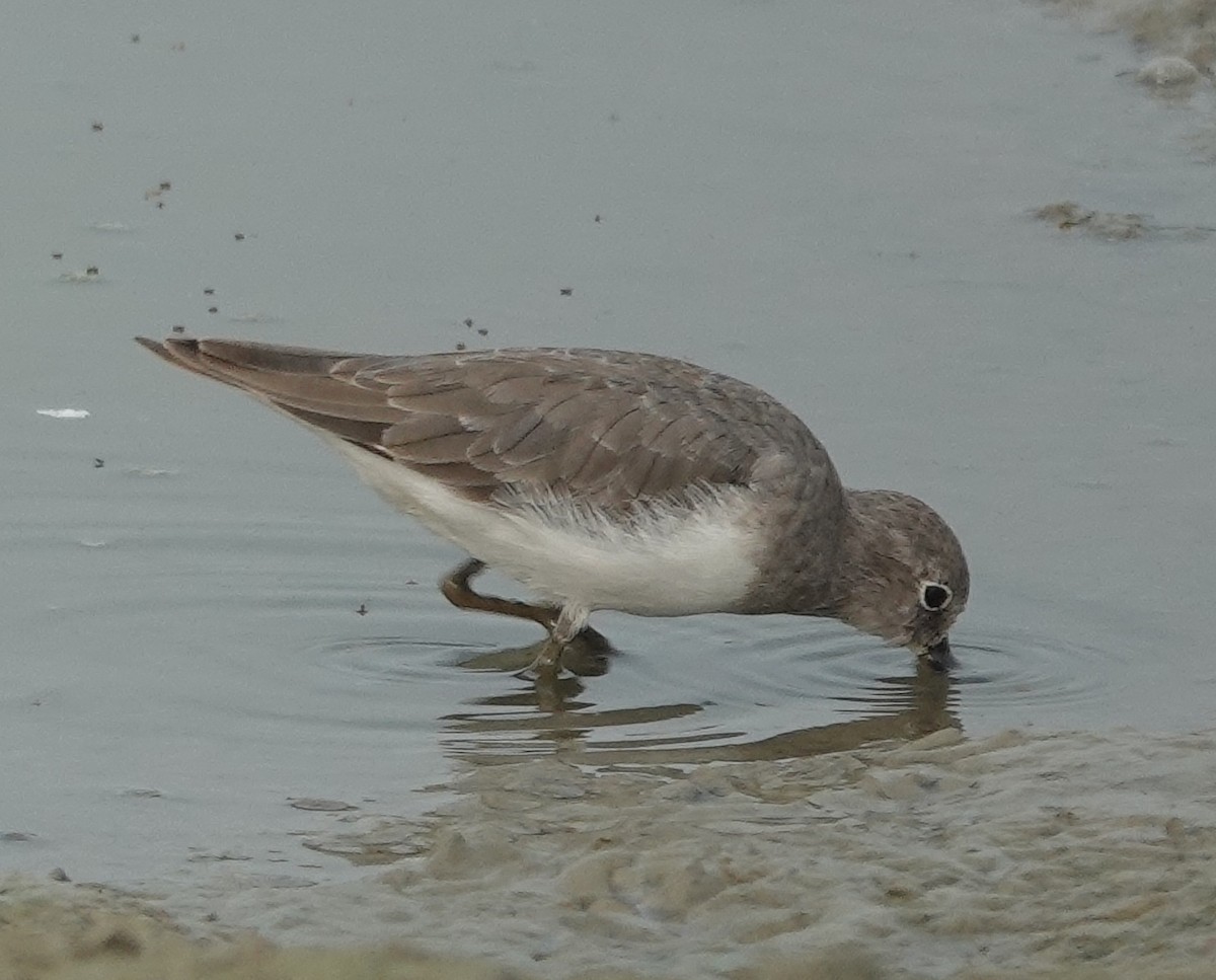 Temminck's Stint - ML610616531