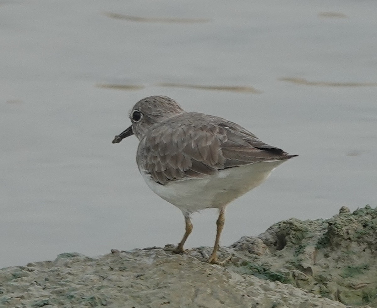 Temminck's Stint - ML610616533