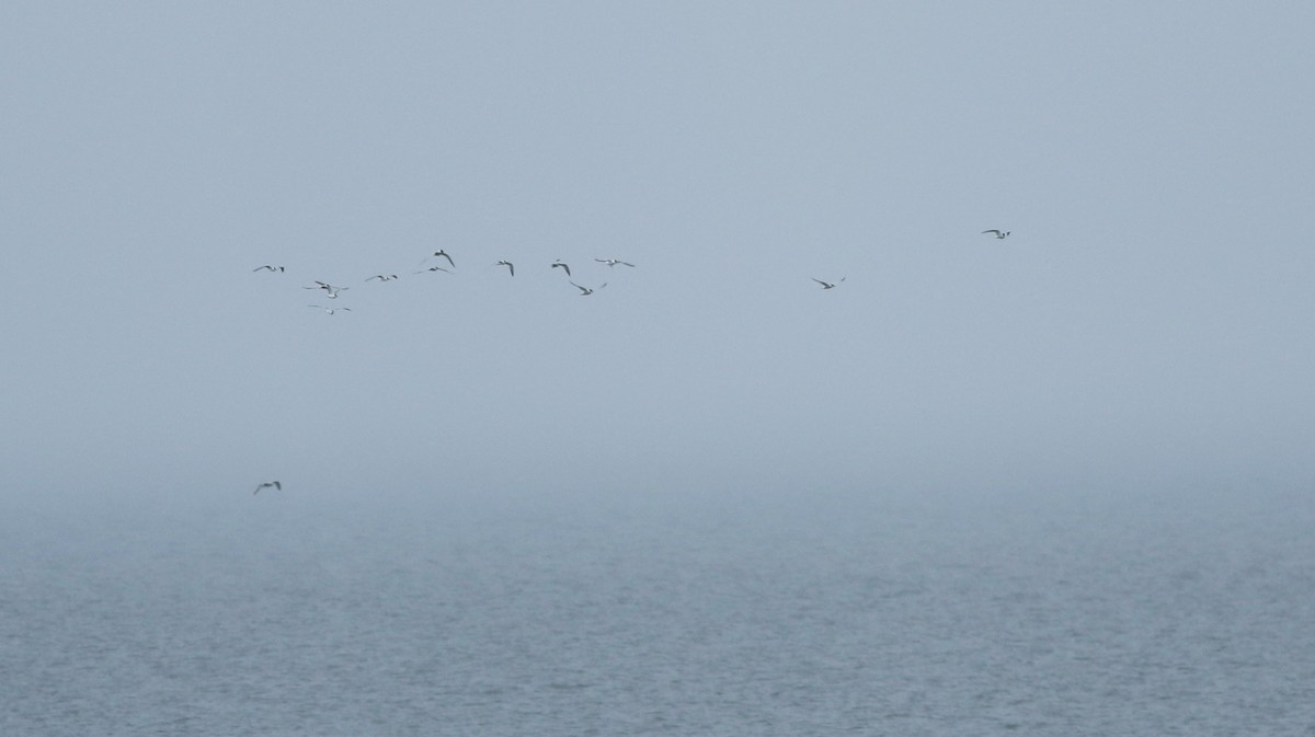 Common Tern - ML610616552