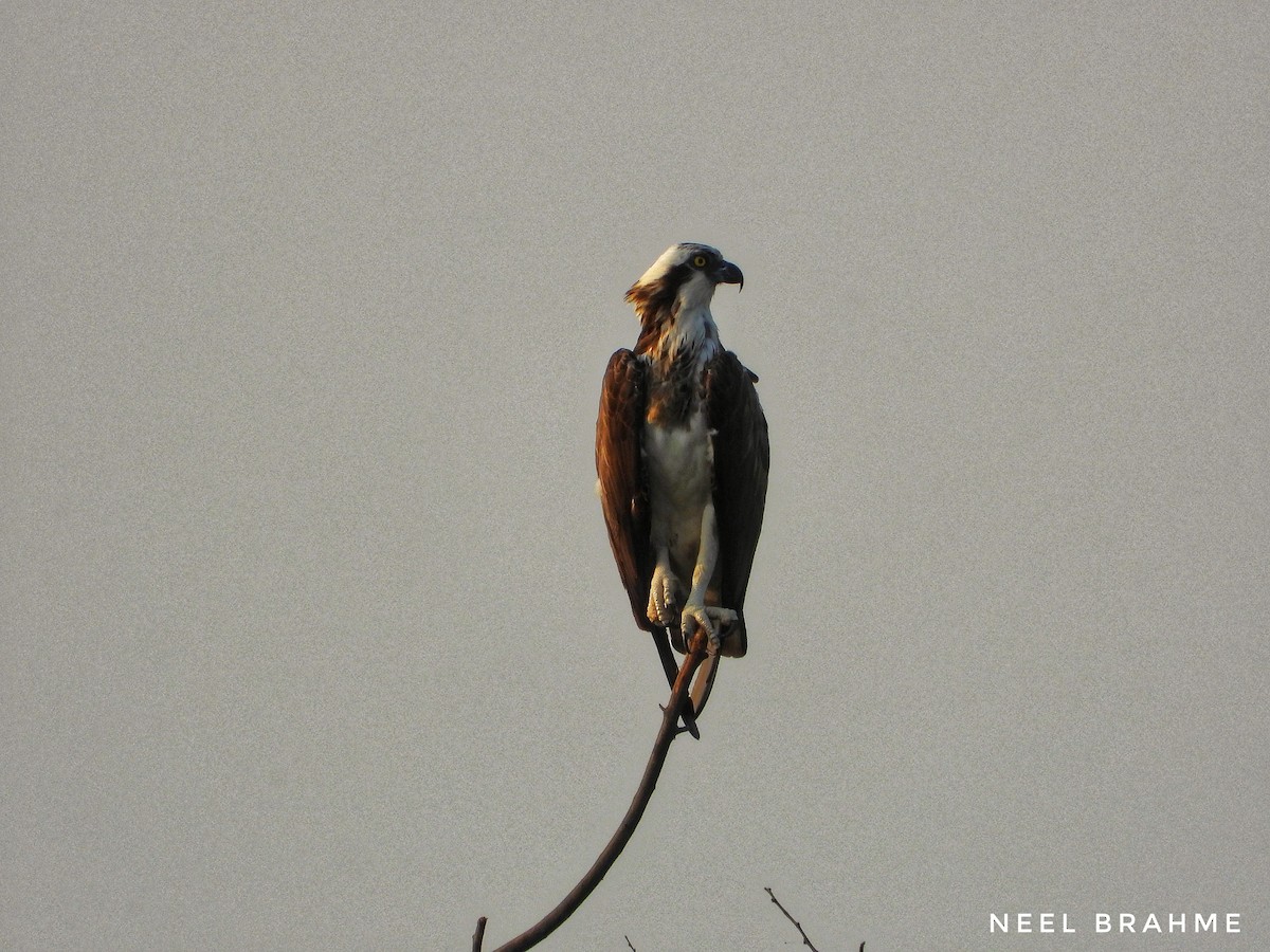 Osprey - Neel Brahme