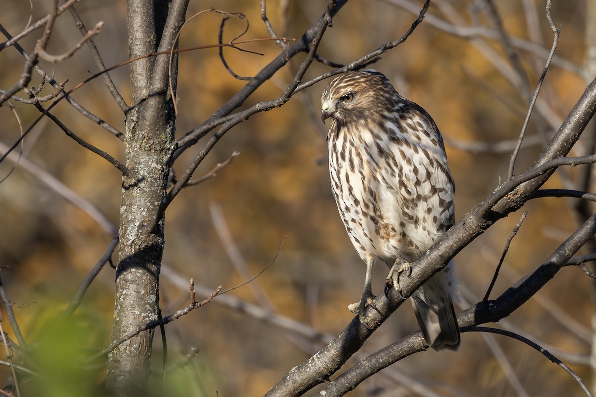 Red-shouldered Hawk - ML610616588