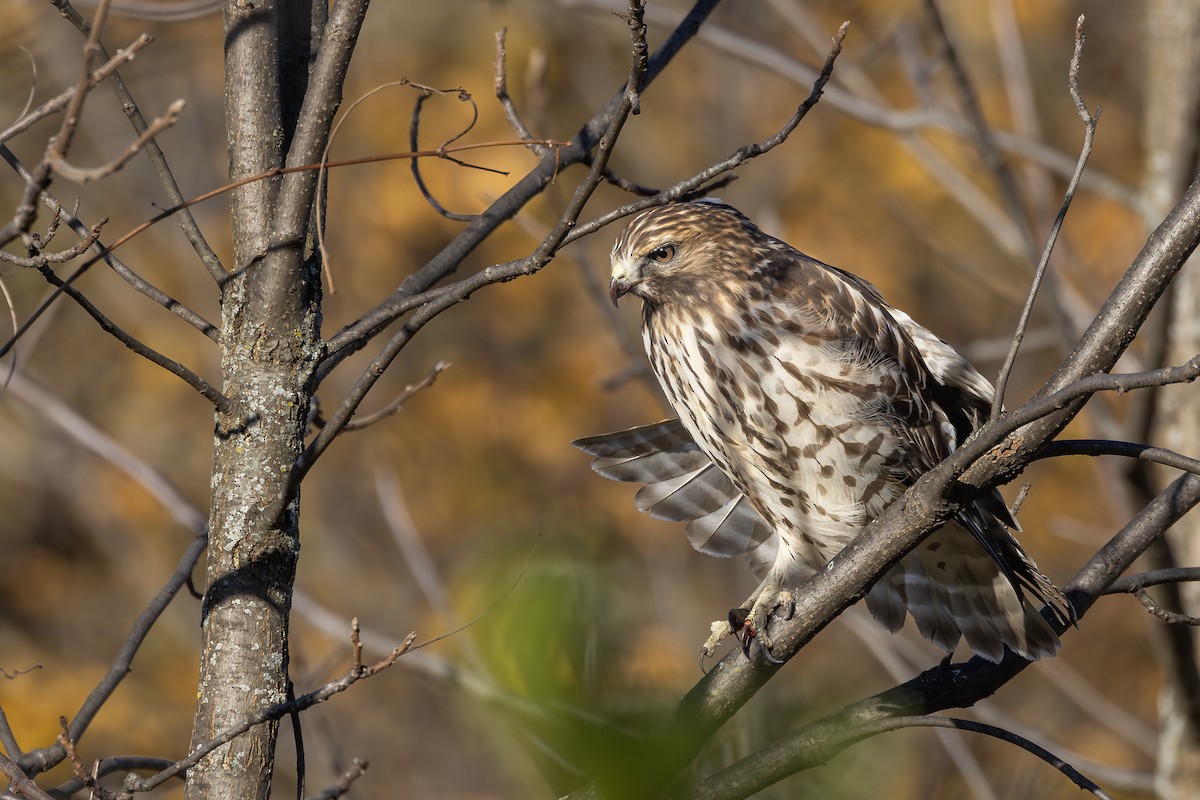 Red-shouldered Hawk - ML610616589