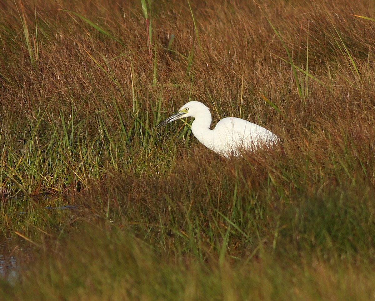 Little Blue Heron - Logan Lalonde