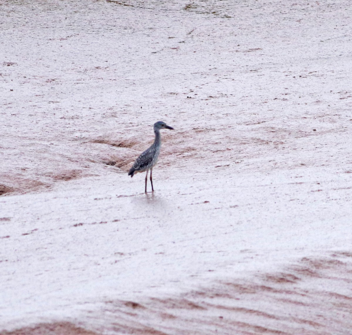 Yellow-crowned Night Heron - ML610616647