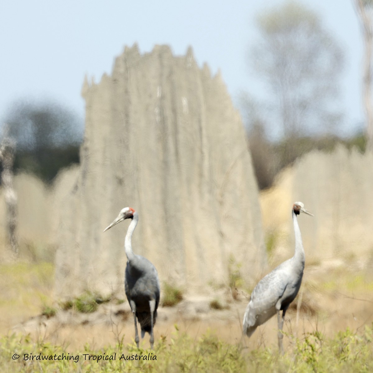 Grulla Brolga - ML610616649