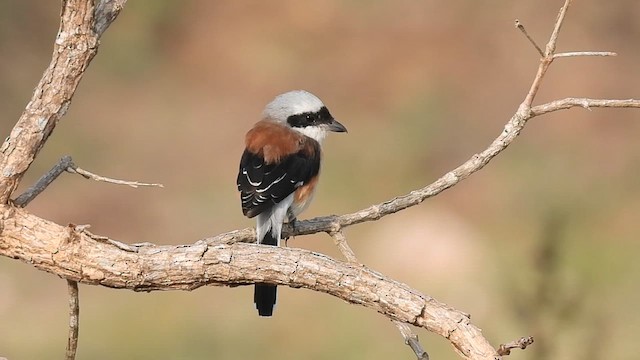 Pie-grièche à bandeau - ML610616769