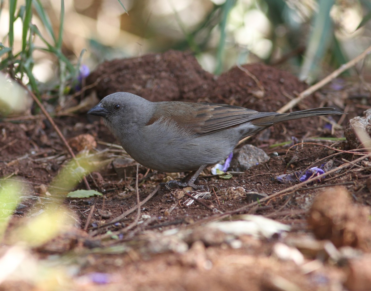 Swainson's Sparrow - William Price