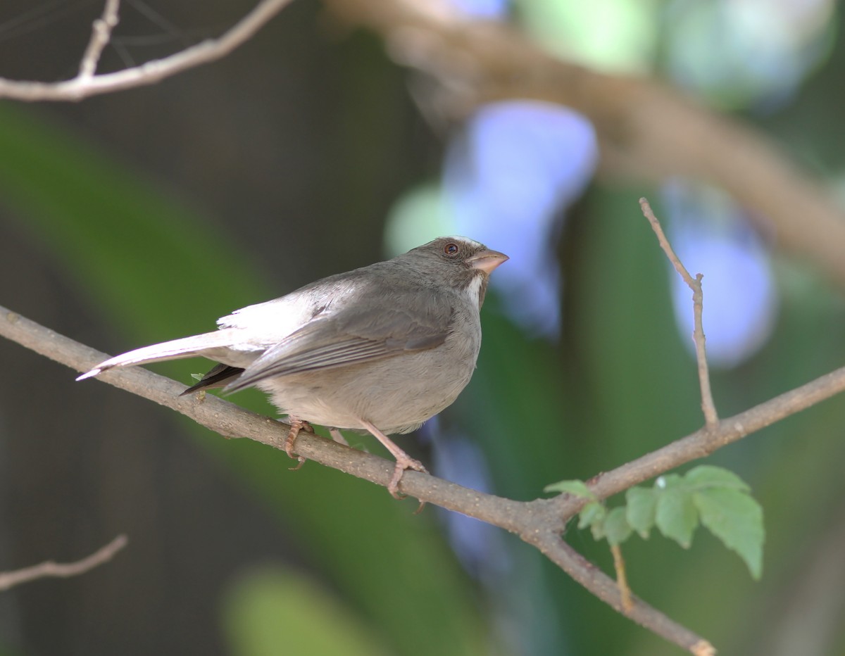 Brown-rumped Seedeater - ML610616864