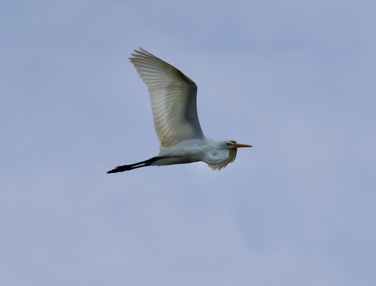 Great Egret - Kent Van Vuren