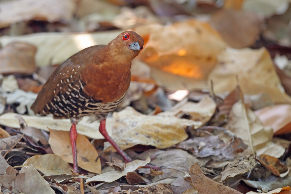 Red-legged Crake - ML610616903