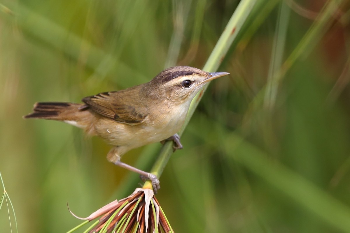 Black-browed Reed Warbler - ML610616978