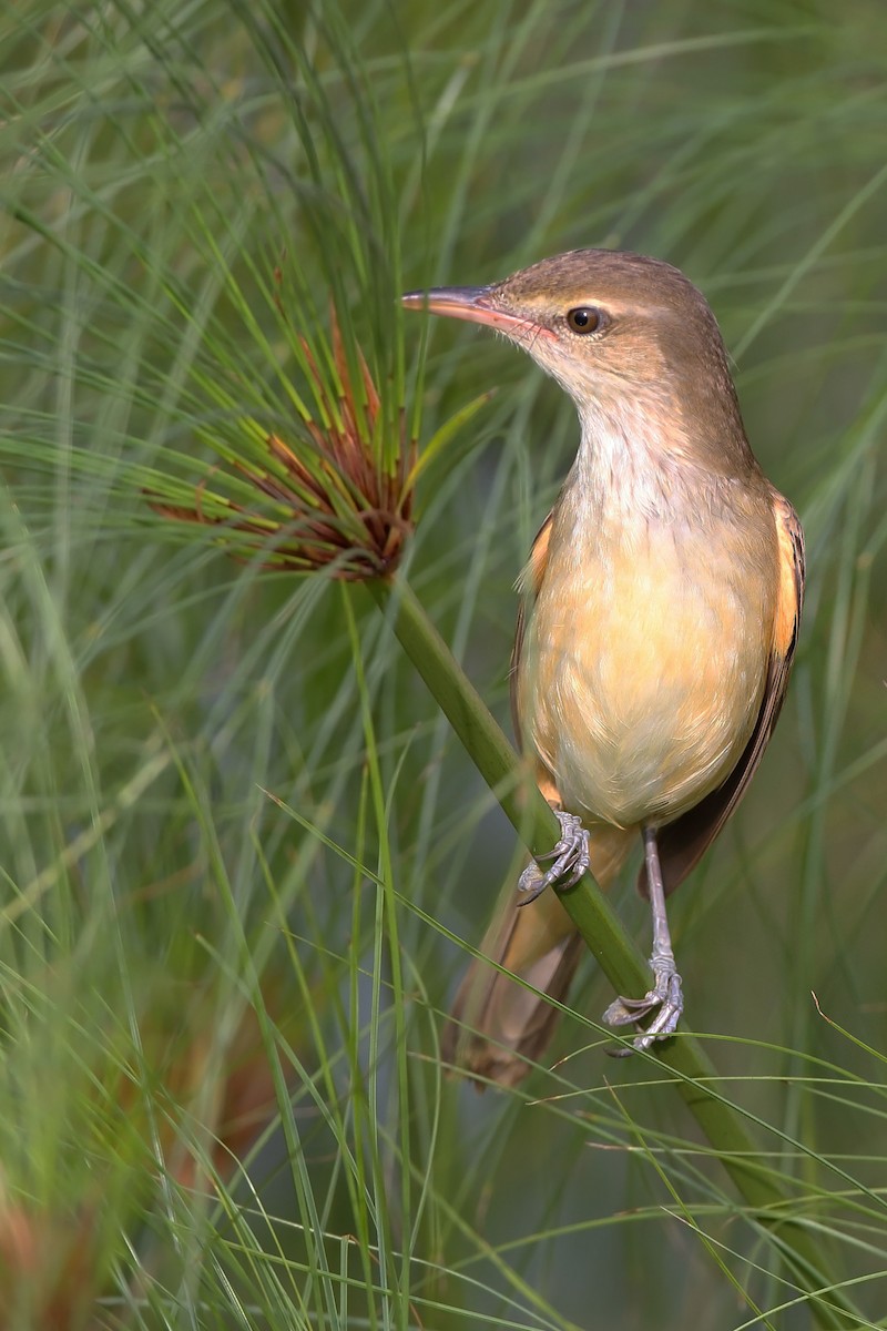 Oriental Reed Warbler - ML610616979