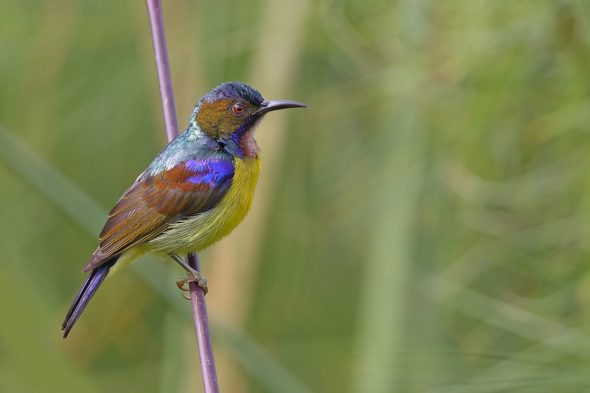 Brown-throated Sunbird - ML610616981