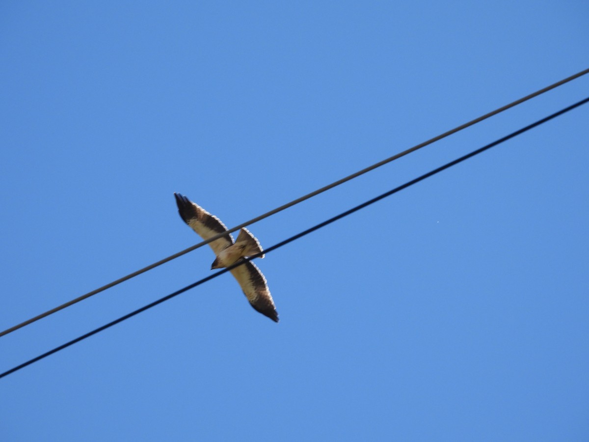 Booted Eagle - ML610616993