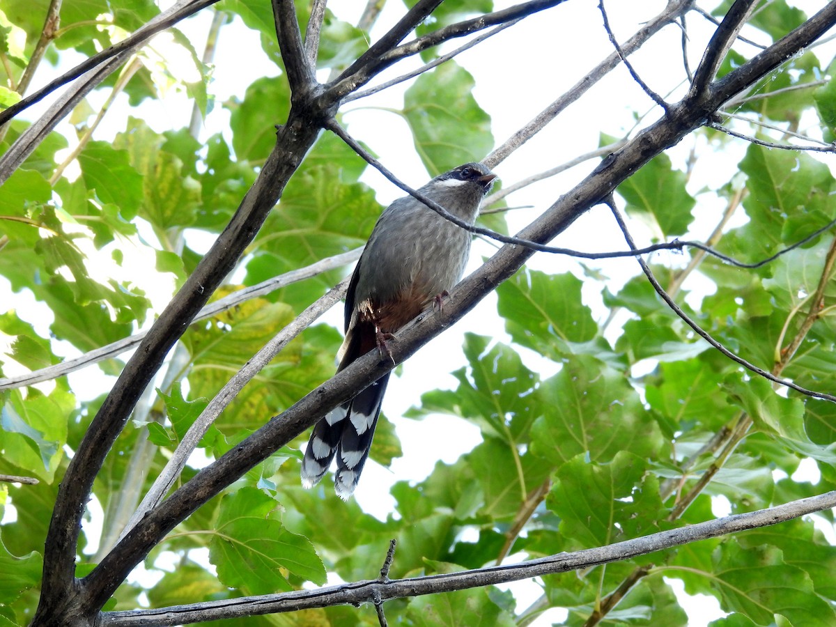 Prince Henry's Laughingthrush - ML610616999