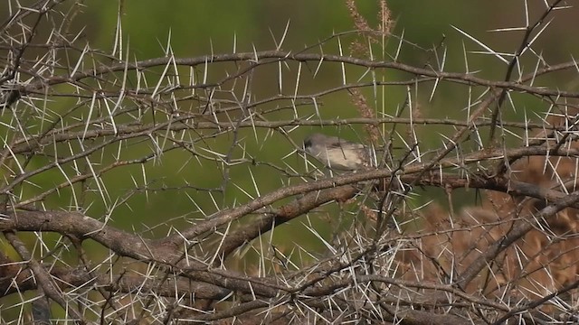 Lesser Whitethroat - ML610617076