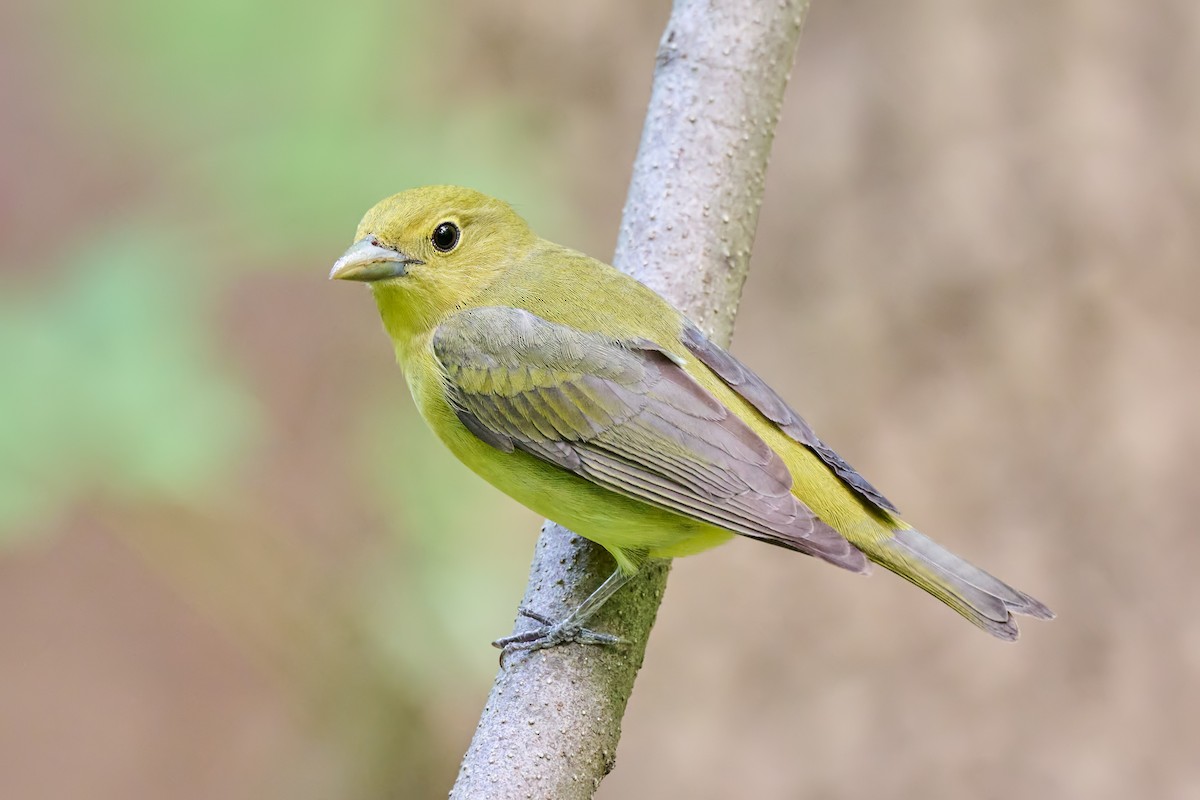 Piranga écarlate - ML610617109