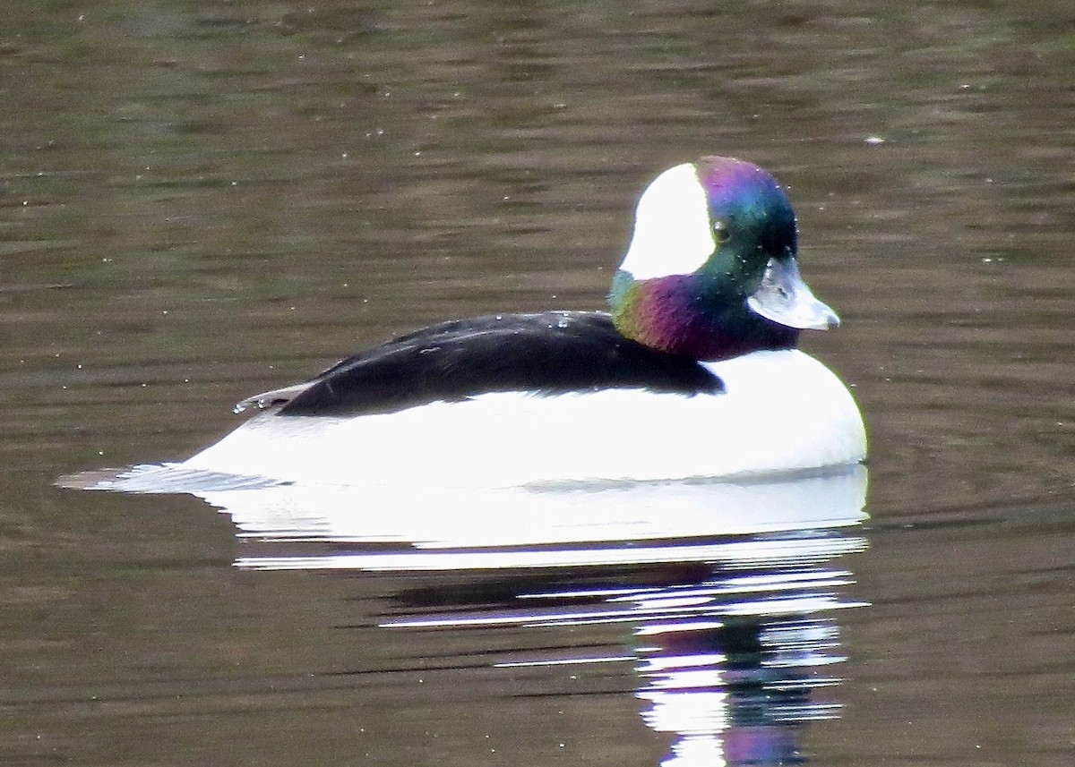 Bufflehead - ML610617127