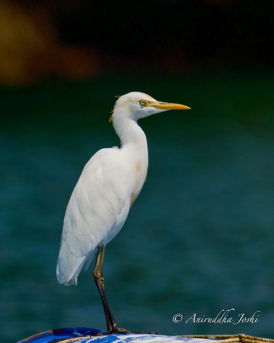 Western Reef-Heron - ML610617142