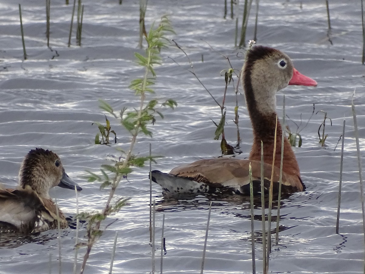 Black-bellied Whistling-Duck - Jeffrey Roth