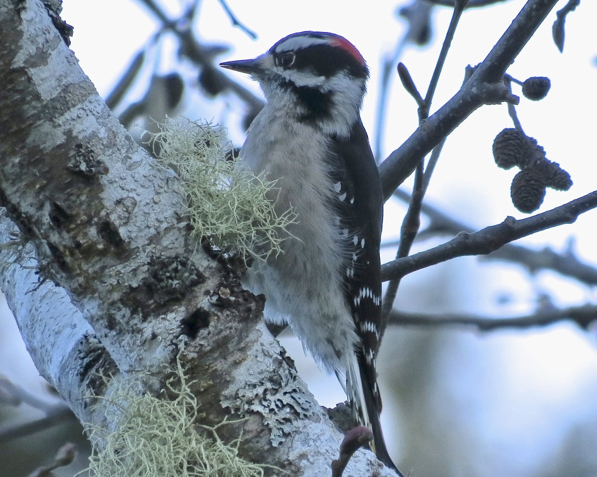 Downy Woodpecker - ML610617215