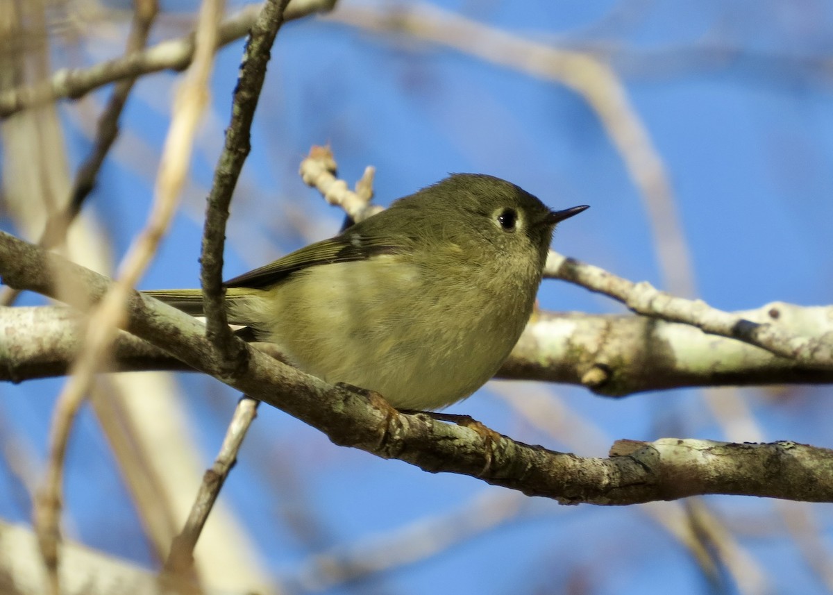 Ruby-crowned Kinglet - ML610617226