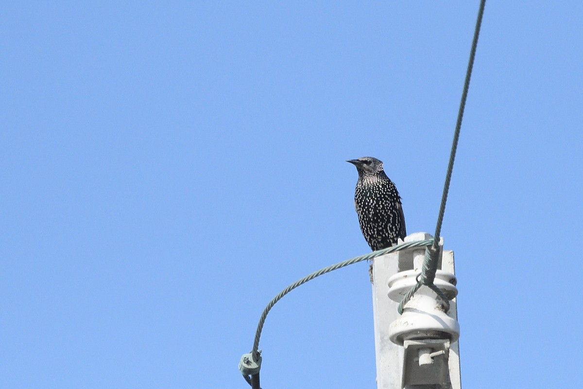 歐洲椋鳥 - ML610617251