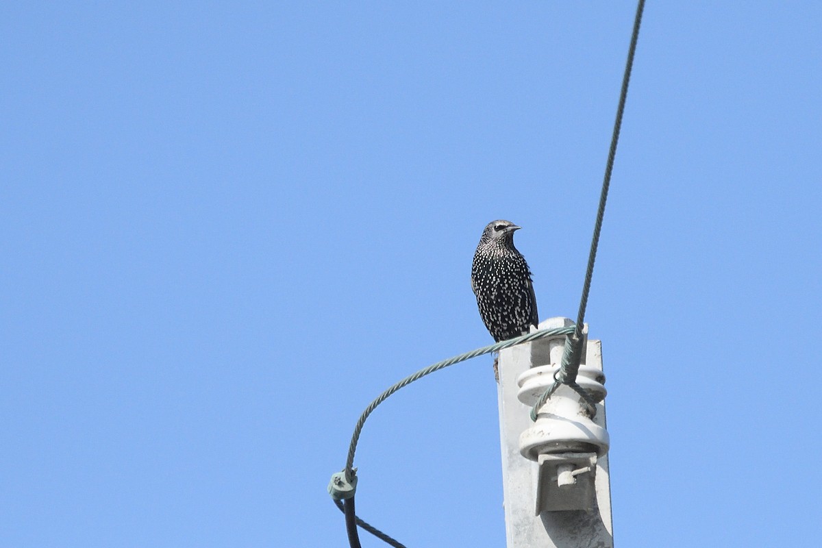 歐洲椋鳥 - ML610617252