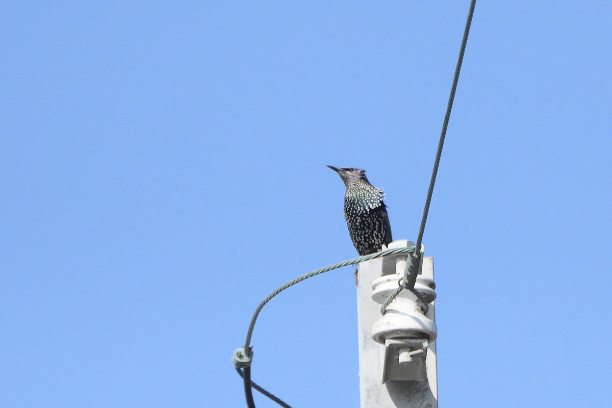 European Starling - ML610617253