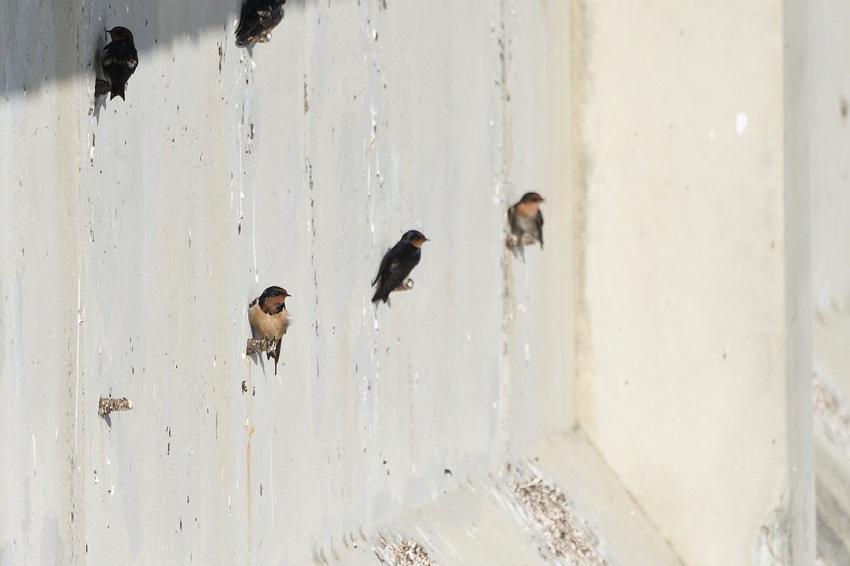 Barn Swallow - ML610617287