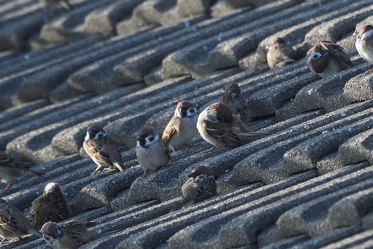 Eurasian Tree Sparrow - ML610617294